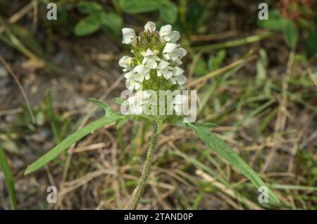 A foglia tagliata Auto-guarigione, Prunella laciniata, in fiore in prati calcarei. Foto Stock