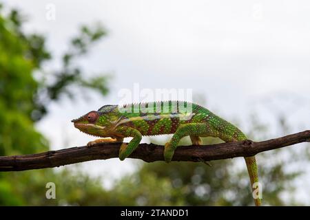 Un camaleonte di pantera maschile su un ramo di albero, Madagascar settentrionale. Foto Stock