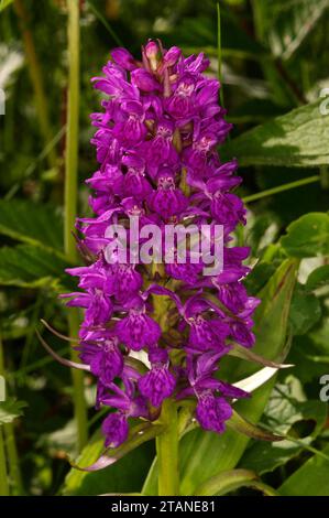 Dactylorhiza purpurella 'Orchidea della palude del Nord' Foto Stock