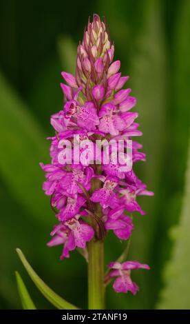 Dactylorhiza praetermissa "orchidea palustre del sud" Foto Stock