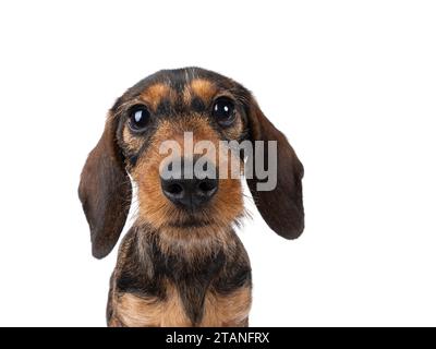 Foto grandangolare di adorabile cucciolo di cane in teckel marrone seduto di fronte. Guardando verso la fotocamera con grandi occhi innocenti. isolato su uno sfondo bianco Foto Stock