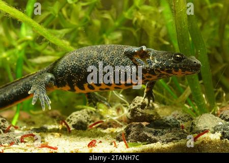 Primo piano colorato su una femmina acquatica di noce crestata balcanica , Triturus ivanbureschi sott'acqua Foto Stock