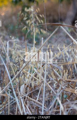 Erba selvatica secca in un campo. Contesto rurale. Primo piano, vista bassa. Foto Stock