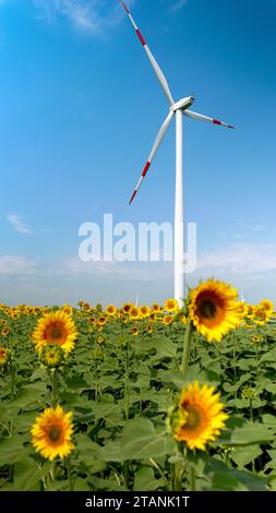 Turbine eoliche che generano energia, pale rotanti nel campo dei girasoli nelle giornate soleggiate e ventose. Foto Stock