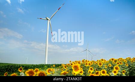 Mulini a vento rotanti che generano elettricità in un campo di girasole e mais in una giornata ventosa e soleggiata. Generazione di energia alternativa e fonti rinnovabili. Foto Stock