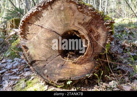 un ceppo di alberi caduti con un buco marcio Foto Stock