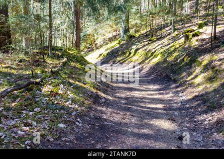 il sentiero si snoda attraverso una foresta di alberi Foto Stock