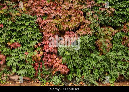 Parete rivestita con foglie di edera nei colori rosso e verde. Pietra, vista frontale, autunno, dettaglio, frutta Foto Stock