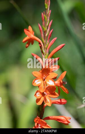 Primo piano dei fiori di giglio arancio (Watsonia) in fiore Foto Stock