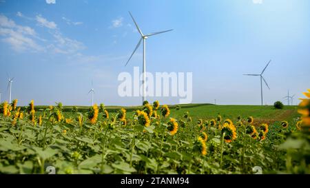 Energia pulita in azione: Turbine eoliche che girano in un paesaggio pieno di girasoli sotto il sole luminoso. Foto Stock