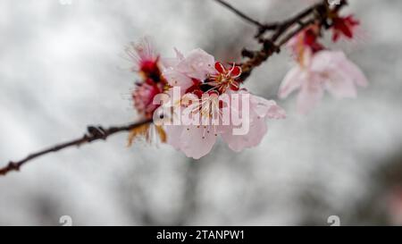 Fiocchi di neve che cadono sui fiori di ciliegio che fiorono in primavera. Concetto di bellezza in natura, cambiamento climatico, anomalia meteorologica. Foto Stock