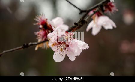 Primo piano di fiocchi di neve che cadono sui fiori di ciliegio durante la stagione primaverile. Le riprese catturano la bellezza della natura, i cambiamenti climatici e l'aria Foto Stock