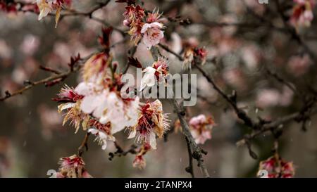 Fiocchi di neve che cadono sui fiori di ciliegio in primavera. La bellezza naturale dell'ambiente e gli effetti del cambiamento climatico sul clima Foto Stock