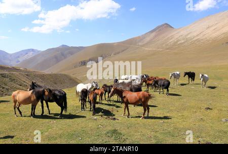 20 agosto 2023 - Kirghizistan in Asia centrale: Gente che munge il mare per ottenere latte per i kumis al passo Ala-bel Foto Stock