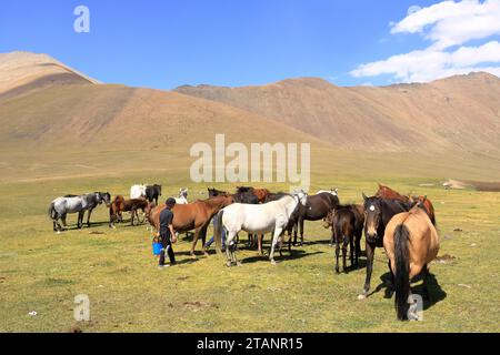 20 agosto 2023 - Kirghizistan in Asia centrale: Gente che munge il mare per ottenere latte per i kumis al passo Ala-bel Foto Stock