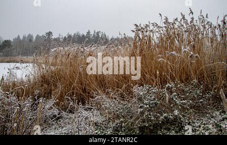 Dundee, Tayside, Scozia, Regno Unito. 2 dicembre 2023. Tempo nel Regno Unito: L'Ardler Village a Dundee, Scozia, ha subito una significativa nevicata a causa di una gelata mattutina di -5 °C. Crediti: Dundee Photographics/Alamy Live News Foto Stock