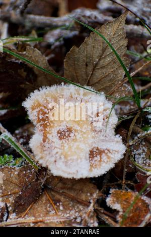 Funghi, (funghi, sgabello) rivestiti di gelo. Nella natura selvaggia del bosco. Foto Stock