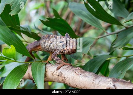 Un camaleonte gigante malgascio cammina lungo un ramo di alberi, Amber Mountain, Madagascar settentrionale. Foto Stock