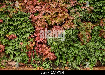 Parete rivestita con foglie di edera nei colori rosso e verde. Pietra, vista frontale, autunno, dettaglio, frutta Foto Stock