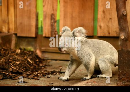 Simpatico orso di koala che girovaga nello zoo (Phascolarctos cinereus) Foto Stock