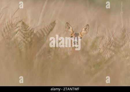 Capriolo femmina in erba lunga e bracken. Foto Stock