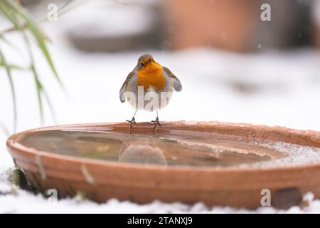 Killearn, Stirling, Scozia, Regno Unito. 2 dicembre 2023. Meteo del Regno Unito: Un robin che sorseggia un drink da un bagno di uccelli in giardino scongelato nelle condizioni di congelamento credito: Kay Roxby/Alamy Live News Foto Stock