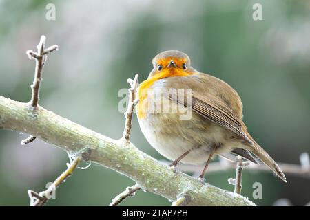 Kidderminster, Regno Unito. 2 dicembre 2023. Meteo del Regno Unito: La fauna selvatica locale sta solo affrontando il clima rigido e gelido di oggi. Questo piccolo inverno robin sbuffa le sue piume nel tentativo di mantenere un po' di calore corporeo mentre le temperature rimangono sotto il gelo. Credito: Lee Hudson/Alamy Live News Foto Stock