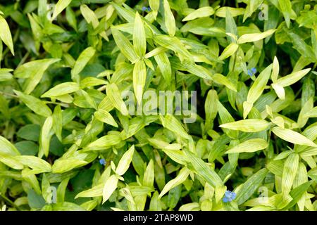 Set di foto di sfondo Dayflower, verde e verde chiaro, il fiore del giorno asiatico è considerato un'erba. Foto Stock