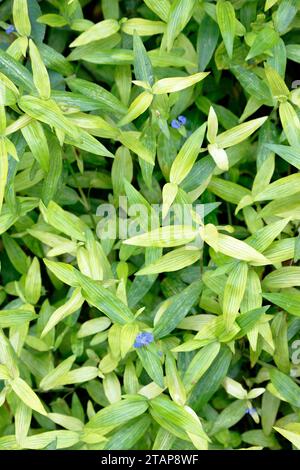 Set di foto di sfondo Dayflower, verde e verde chiaro, il fiore del giorno asiatico è considerato un'erba. Foto Stock