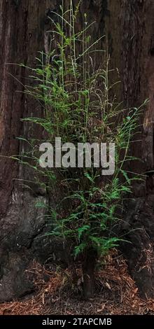 Un giovane albero di sequoia germoglia dalla base di un gigante anziano, l'Armstrong Woods State Park, Sonoma County, California Foto Stock