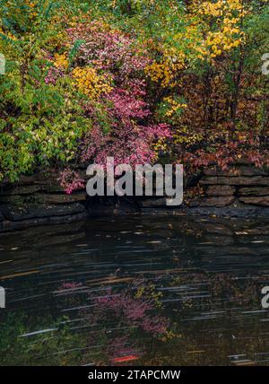 Un muro di pietra calcarea costruito nel 1930 dal CCC come controllo dell'erosione, separa i colori autunnali e le strisce di flusso delle foglie autunnali, Waterfall Glen Forest P. Foto Stock