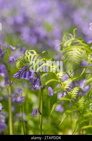 Bluebells Hyacinthoides non-scripta, fioritura in boschi con felci, North Yorkshire, maggio Foto Stock