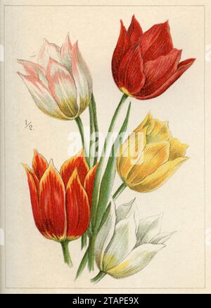 Tulipano di Didier o tulipano da giardino, var.: Duc van Tholl. Tulipa gesneriana, (libro del giardino, 1896), Tulpe, sorte: Duc van Tholl. Foto Stock