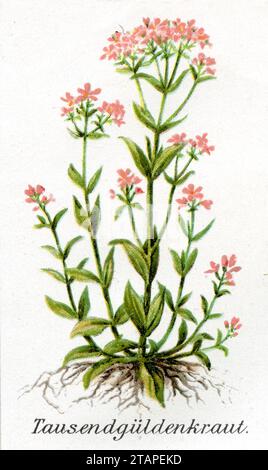 Centaury Centaurium erythraea, (Health book, 1911), Tausendgüldenkraut Foto Stock