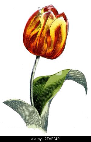 Tulipano di Didier o tulipano da giardino Tulipa gesneriana, (libro botanico, 1909), Tulpe Foto Stock