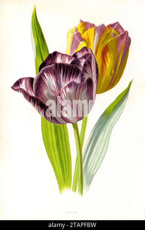 Tulipano di Didier o tulipano da giardino Tulipa gesneriana, (, ), Tulpe Foto Stock