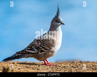 Un piccione Crested (Ocyphaps lophotes) in natura. Nuovo Galles del Sud, Australia. Foto Stock