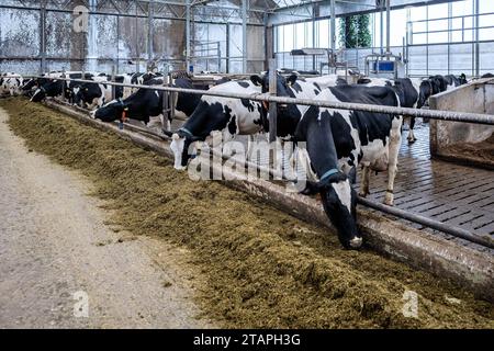 mucche da latte in stalla moderna Foto Stock