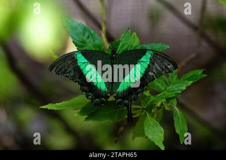 Farfalla a coda di rondine con bande verdi (Papilio nireus) che riposa sulle foglie di Aruba. Ali nere, strisce verdi vivaci sulle ali. Foto Stock