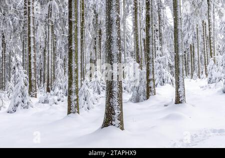 Winter im Taunus Tief winterlich ist die Landschaft rund um den großen Feldberg im Hochtaunus. Zahlreiche Besucher waren heute auf den höchsten Taunusgipfel gekommen., Schmitten Hessen Deutschland **** Inverno nel Taunus il paesaggio intorno al Großer Feldberg nell'Hochtaunus è profondo durante l'inverno numerosi visitatori sono venuti alla vetta più alta del Taunus oggi , Schmitten Assia Germania Foto Stock