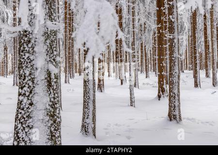 Winter im Taunus Tief winterlich ist die Landschaft rund um den großen Feldberg im Hochtaunus. Zahlreiche Besucher waren heute auf den höchsten Taunusgipfel gekommen., Schmitten Hessen Deutschland **** Inverno nel Taunus il paesaggio intorno al Großer Feldberg nell'Hochtaunus è profondo durante l'inverno numerosi visitatori sono venuti alla vetta più alta del Taunus oggi , Schmitten Assia Germania Foto Stock