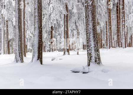 Winter im Taunus Tief winterlich ist die Landschaft rund um den großen Feldberg im Hochtaunus. Zahlreiche Besucher waren heute auf den höchsten Taunusgipfel gekommen., Schmitten Hessen Deutschland **** Inverno nel Taunus il paesaggio intorno al Großer Feldberg nell'Hochtaunus è profondo durante l'inverno numerosi visitatori sono venuti alla vetta più alta del Taunus oggi , Schmitten Assia Germania Foto Stock