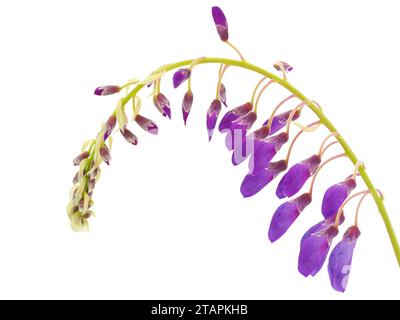 Glicine cinese isolato su sfondo bianco, Wisteria sinensis Foto Stock