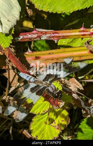 La libellula skimmer a otto macchie (Libellula forensis) che prende il sole su un ramo himalayano di mora Foto Stock