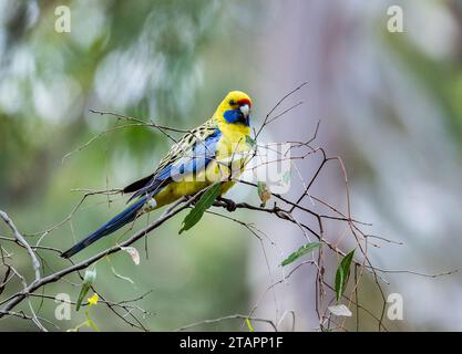 Un morfo giallo Crimson Rosella (Platycercus elegans flaveolus) appollaiato su un ramo. Victoria, Australia. Foto Stock