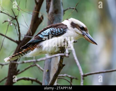 Un Kookaburra ridendo (Dacelo novaeguineae) arroccato su un ramo. Victoria, Australia. Foto Stock