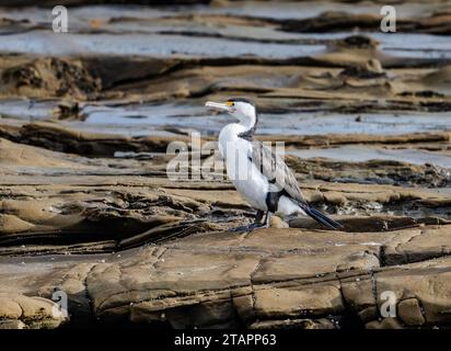 Un Pied Cormorant (Phalacrocorax varius) in piedi su un affioramento roccioso. Victoria, Australia. Foto Stock