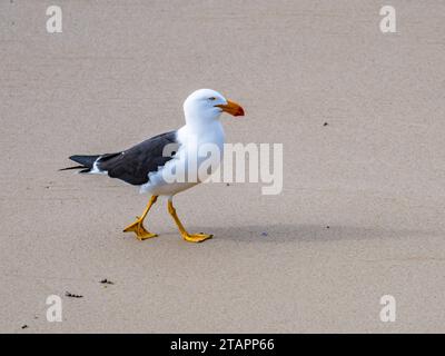 Un gabbiano del Pacifico (Larus pacificus) che cammina sulla spiaggia. Victoria, Australia. Foto Stock