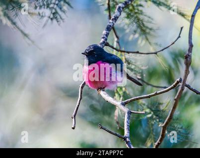 Un Robin rosa maschio (Petroica rodinogaster) arroccato su un ramo. Tasmania, Australia. Foto Stock