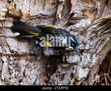 Un Honeyeater New Holland (Phylidonyris novaehollandiae) che si addentra in un tronco di albero. Tasmania, Australia. Foto Stock